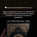 Северный олень карибу