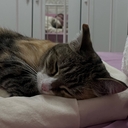 Кошка Эмма