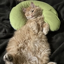 Рыжий Кот