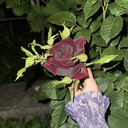 Роза 🌹