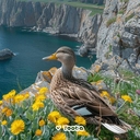 Mallard Duck