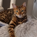 Бенгальская Кошка