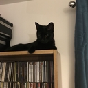 Кошка Нану