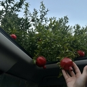 Шамиль