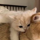 кот
