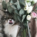 Сибирский кот