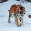 Амурский Тигр