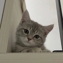 Северный Синий Кит