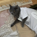 Одинокий Кот F