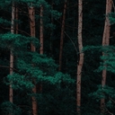 Lek