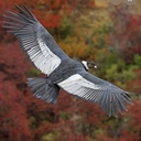 Андский Кондор 🦅