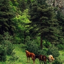 ЛекХорель