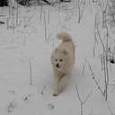 Самоед