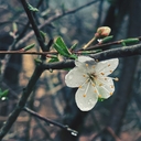 Закаспийская мышевидная соня
