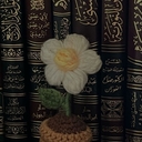 عا نشة
