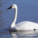 Siberian Swan