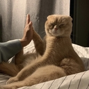 Камышовый кот
