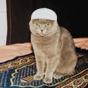 Курушский Кот