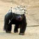 Дагестанский Медоед