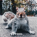 Лесная белка