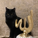 Кот Кокос