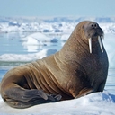 Морж