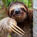 Трёхцветная ночница