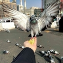 Qalbī ma‘ak