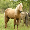 Конь Башкирский