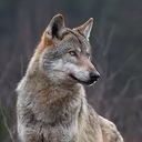 ALPHA