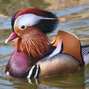 Мандаринка