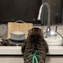 Котейка Котэ