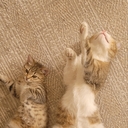 Коата Жоффруа