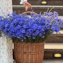 Амина