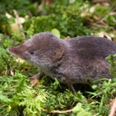 Макуассйсская белозубка