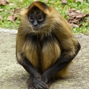 Коата Жоффруа