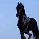 Черный Мустанг