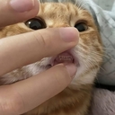 Летучая Лисица