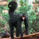 Черная коата