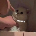 Проехидна Бруийна
