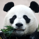 Панда Любит Бамбук 🐼