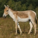 Кулан