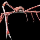 Macrocheira kaempferi