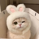 Белая Чайка