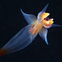 Морские Ангелы