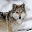 Themexicanwolf