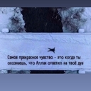Сулавесский медвежий кускус