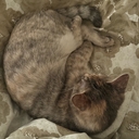 Даяна