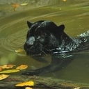 кот