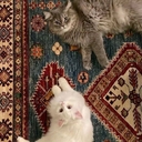 سمية